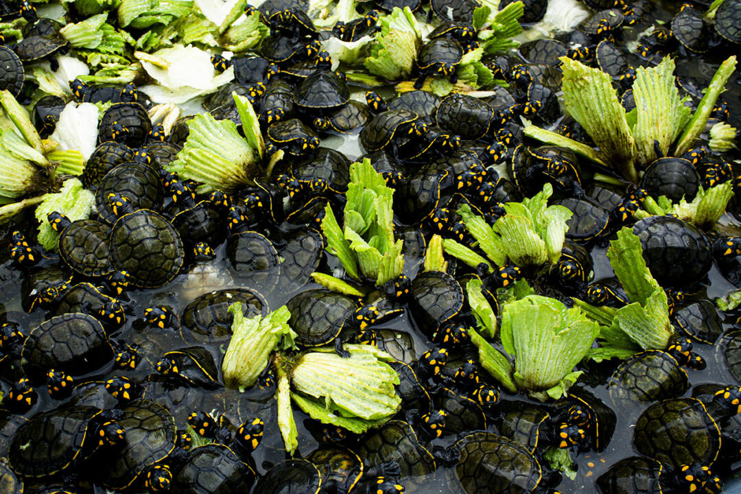 taricayas